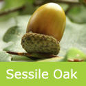 Mature Sessile Oak, Quercus Petraea. LONG LIVED. **FREE MAINLAND DELIVERY + WARRANTY**